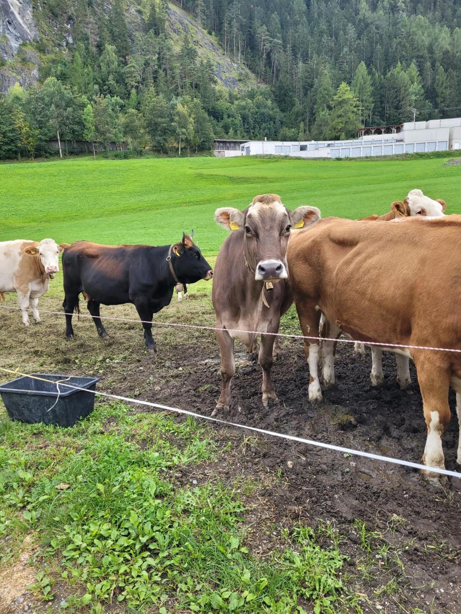 Ferienhof Bichlhof Arzl im Pitztal Bagian luar foto