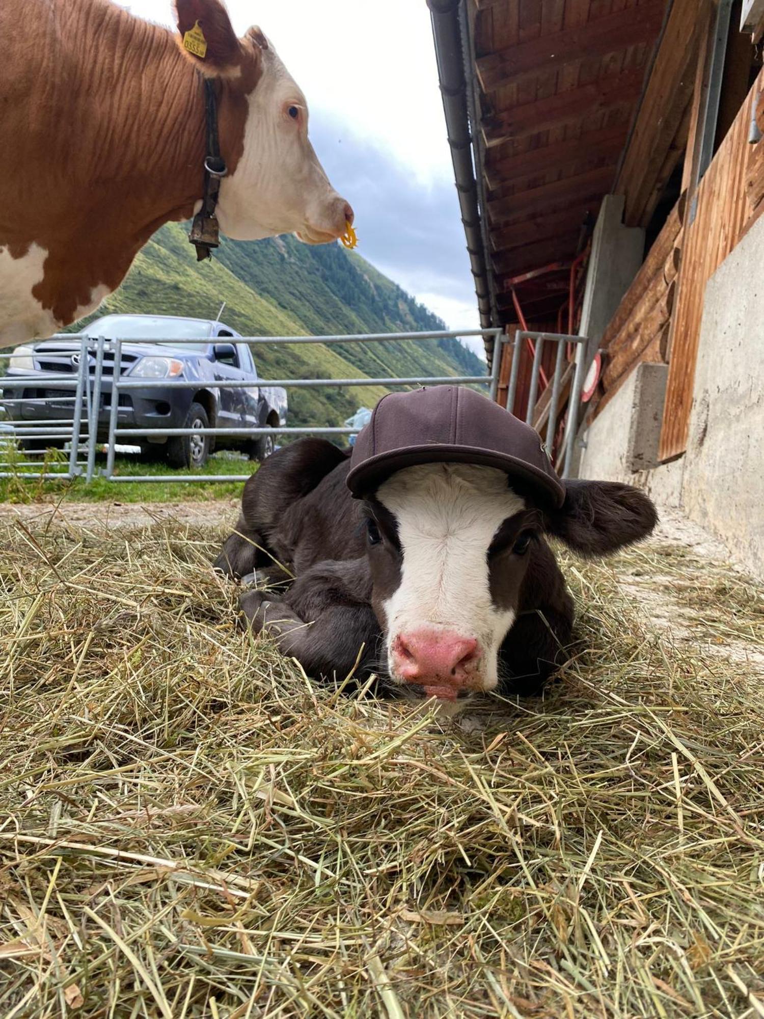 Ferienhof Bichlhof Arzl im Pitztal Bagian luar foto